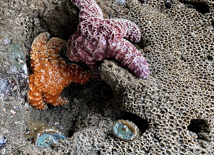 sea stars, anemone and worms on exposed rock